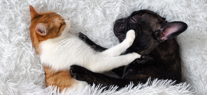 Chien et chat qui dorment ensemble