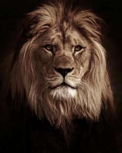Le Chronotype lion